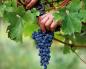 Как сделать домашнее вино — из варенья и винограда