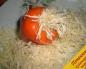 Маринованный перец с капустой (пошаговый рецепт с фото) Как посолить таркинский перец с капустой
